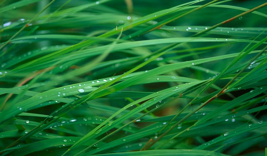 wallpaper912x534-erba01 wallpaper912x534-erba01